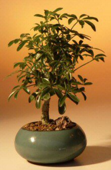 Hawaiian Umbrella Bonsai Tree - Small<br><i>(arboricola schefflera 'luseanne')</i>NOT AVAILABLE IN CANADA