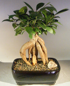 Ginseng Ficus Bonsai Tree - Medium <br><i>(Ficus Retusa)</i>NOT AVAILABLE IN CANADA
