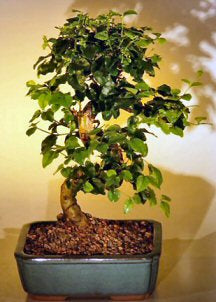 Flowering Ligustrum Bonsai Tree with Curved Trunk-Medium<br><i>(ligustrum lucidum)</i>NOT AVAILABLE IN CANADA