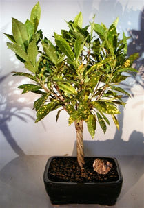 Croton Gold Dust Braided Twist Bonsai Tree<br><i>(codiaeum variegatum)</i>NOT AVAILABLE IN CANADA