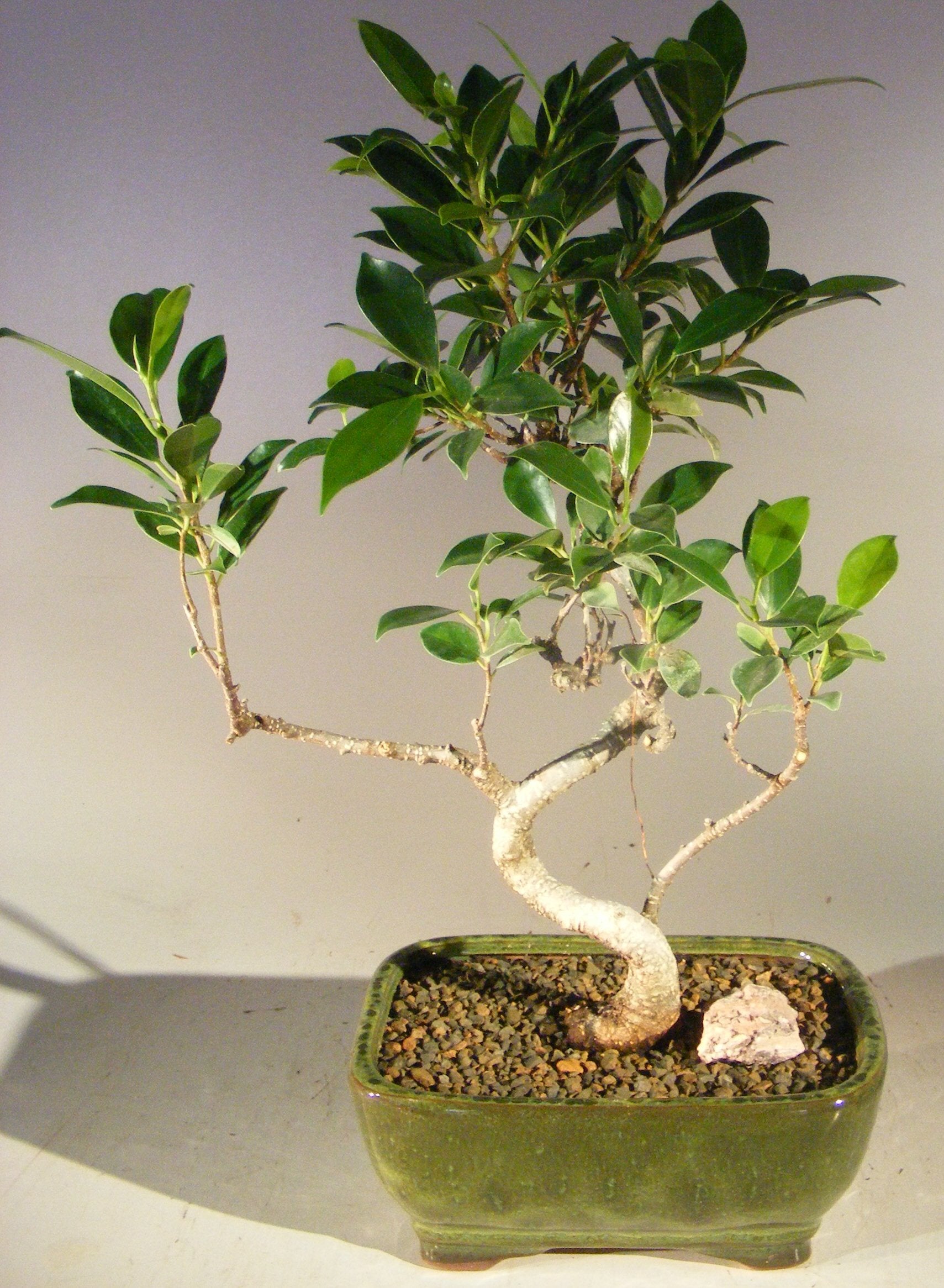 Ficus Retusa Bonsai Tree - Small<br> Curved Trunk StyleNOT AVAILABLE IN CANADA