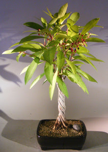 Flowering Ardisia Bonsai Tree<br><i>Braided Trunk<br><i>(Ardisia Crenata)</i>NOT AVAILABLE IN CANADA