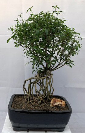 Chinese Flowering White Serissa Bonsai Tree<br>Tree of a Thousand Stars<br>Raised Roots<br><i>(Serissa Japonica)</i>NOT AVAILABLE IN CANADA