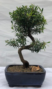 Flowering Chinese Myrtle Bonsai Tree<br>Curved Trunk Style<br><i>(myrtus communis 'compacta')NOT AVAILABLE IN CANADA