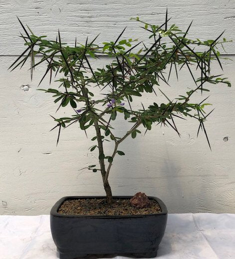 Flowering Desmodium Bonsai Tree<br><i>(Desmodium Unifoliatium)NOT AVAILABLE IN CANADA