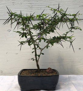 Flowering Desmodium Bonsai Tree<br><i>(Desmodium Unifoliatium)NOT AVAILABLE IN CANADA