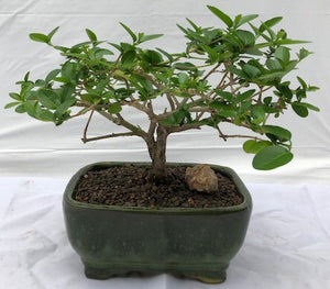 Flowering Premna Bonsai Tree - Small<br><i>(premna obtusifolia)</i>NOT AVAILABLE IN CANADA