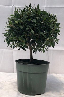 Pre Flowering Brush Cherry Bonsai - Large<br><i>(Eugenia Myrtifolia)</i>NOT AVAILABLE IN CANADA