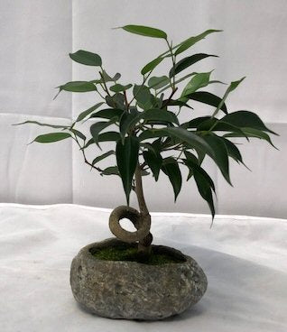 Oriental Ficus Bonsai Tree In Faux Lava Rock <br>Coiled Trunk<br><i>(ficus benjamina 'orientalis')</i>NOT AVAILABLE IN CANADA