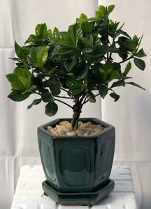 Flowering Gardenia Bonsai Tree - Medium <br>Braided Trunk Style <br><i>(jasminoides miami supreme)</i>NOT AVAILABLE IN CANADA