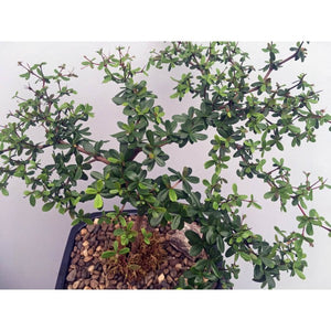 Black Olive Bucida Spinosa Bonsai Extra-Large 10"- Out of Stock