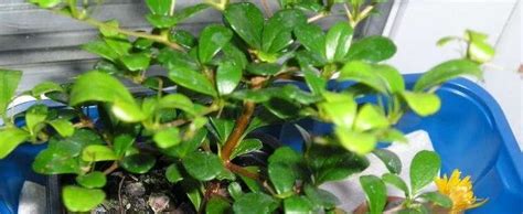 Black Olive Bucida Spinosa Bonsai Extra-Large 10"- Out of Stock