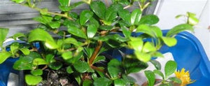 Black Olive Bucida Spinosa Bonsai Extra-Large 10"- Out of Stock