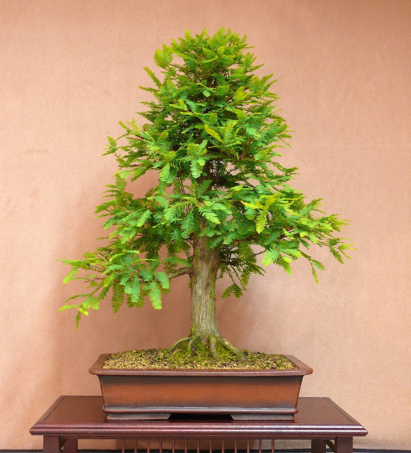 create your own bonsai tree Bonsai - Create Your Own Bonsai Tree