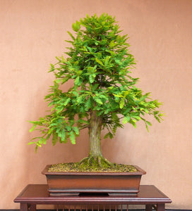 Create Your Own Bonsai- Bald Cypress- Out of stock