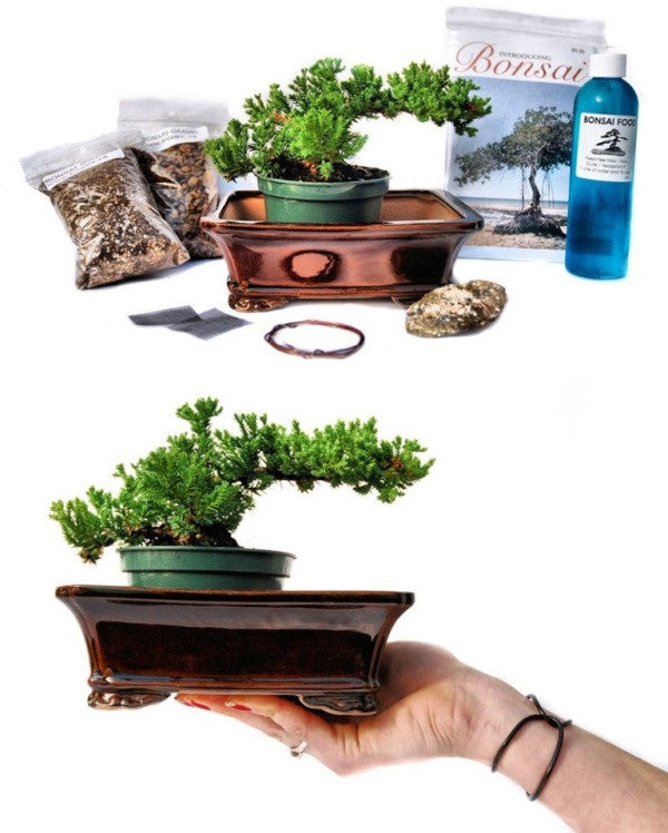 Create your first bonsai from scratch with our complete bonsai kit - available in Canada only<br>
<br>