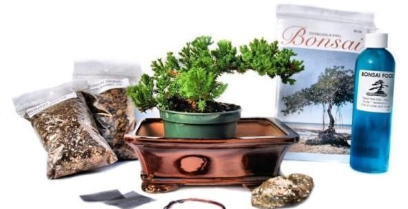 Mini Bonsai Kit