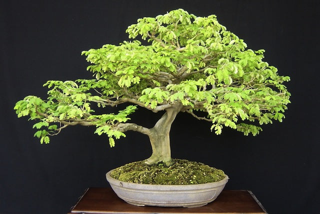 Brazilian Rainforest Bonsai Small