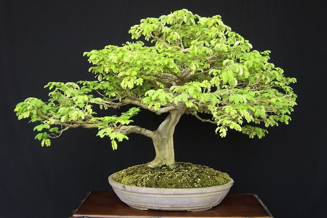 Brazilian Rainforest Bonsai Small-Out of Stock