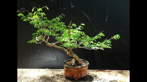 Brazilian Rainforest Bonsai Small-Out of Stock