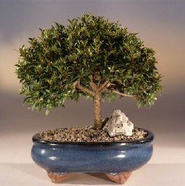 bonsai tree brush Brush Cherry Eugenia Myrtifolia Bonsai Small – Zen Garden and Bonsai