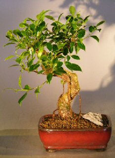 Ficus Retusa Bonsai Tree - Medium<br> Curved Trunk StyleNOT AVAILABLE IN CANADA