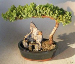 Juniper Bonsai Tree - Large<br>Stone Landscape Scene<br><i>(juniper procumbens "nana")</i>
