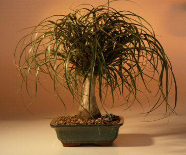 Ponytail Palm - Large <br><i>(Beaucamea Recurvata)</i>NOT AVAILABLE IN CANADA