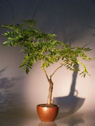 Flowering Japanese Wisteria Bonsai Tree (wisteria floribunda) USA ONLY - OUT OF STOCK