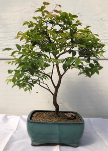 Flowering Jaboticaba Bonsai Tree - Large <br><i>(eugenia cauliflora)</i>NOT AVAILABLE IN CANADA