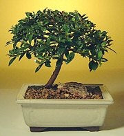 Flowering Brush Cherry Bonsai Tree -  Small <br><i>(eugenia myrtifolia)</i>NOT AVAILABLE IN CANADA