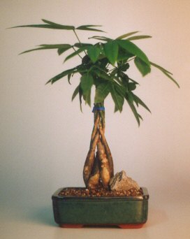Braided Money Bonsai Tree - 'Good Luck Tree'<br>Medium<br><i>(pachira aquatica)</i>NOT AVAILABLE IN CANADA