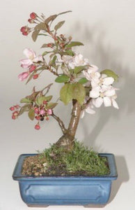 Flowering Crabapple Bonsai Tree <br><i>(Malus Sargenti)</i>
