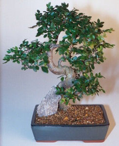 Chinese Elm Bonsai Tree - Extra Large <br>Curved Trunk Style <br><i>(Ulmus Parvifolia)</i>NOT AVAILABLE IN CANADA