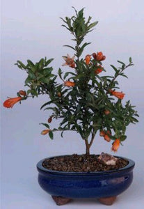 Flowering & Fruiting  Dwarf Pomegranate - Small<br><i>(Punica Granatum 'nana')</i>NOT AVAILABLE IN CANADA