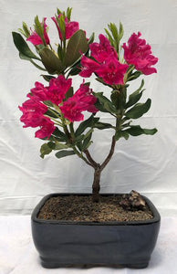 Flowering Rhododendron Bonsai Tree<br><i>(rhododendron'Nova Zembla')</i>