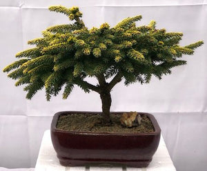 Oriental Spruce Bonsai Tree <br><i>(picea orientalis ‘Tom Thumb’)
