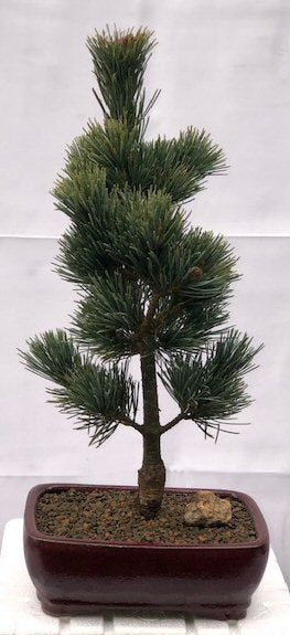 Japanese White Pine Bonsai Tree <br><i>(pinus parviflora 'aoi')</i>
