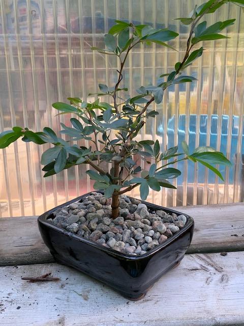 powder puff tree bonsai Calliandra