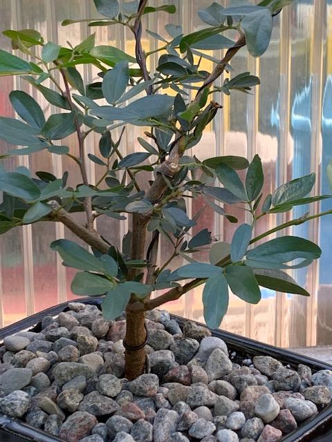 powder puff bonsai tree Calliandra