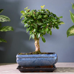 Fukien Tea Bonsai Tree -(carmona retusa) Large straight or curved (Straight trunk out of stock)