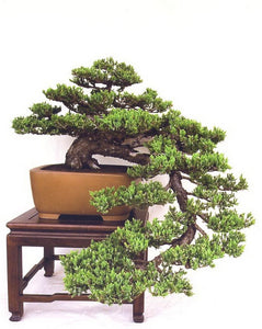 Juniper Bonsai Cascade Small-