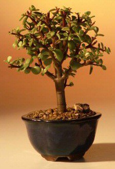Baby Jade Bonsai Tree - Small <br><i>(Portulacaria Afra)</i>NOT AVAILABLE IN CANADA
