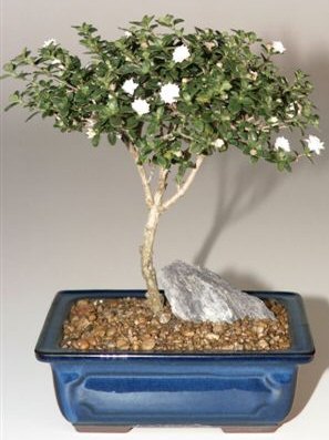 Snow Rose Serissa Bonsai Tree - Small<br><i>(serissa foetida)</i>NOT AVAILABLE IN CANADA