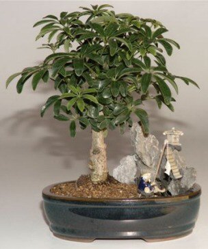 Hawaiian Umbrella Bonsai Tree<br>Stone Landscape Scene<br><i>(Arboricola Schefflera 'Luseanne')</i>NOT AVAILABLE IN CANADA