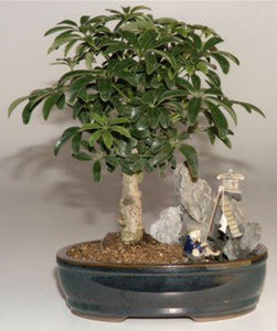Hawaiian Umbrella Bonsai Tree<br>Stone Landscape Scene<br><i>(Arboricola Schefflera 'Luseanne')</i>NOT AVAILABLE IN CANADA