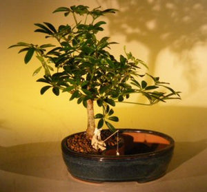 Hawaiian Umbrella Bonsai Tree <br>Land/Water Pot - Medium <br><i>(arboricola schefflera 'luseanne')</i>NOT AVAILABLE IN CANADA