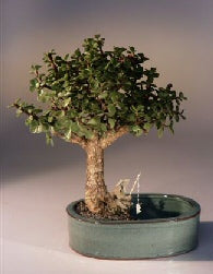 Baby Jade Bonsai Tree <br>Land/Water Pot - Medium <br><i>(Portulacaria Afra)</i>NOT AVAILABLE IN CANADA