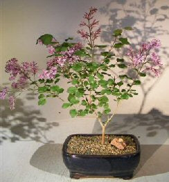 Flowering Dwarf Korean Lilac Bonsai Tree- Out of stock