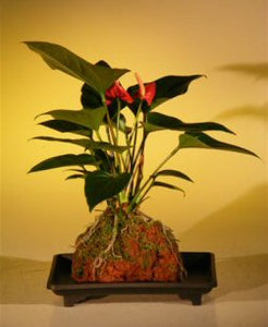 Flowering Pink Anthurium  In Hawaiian Lava Rock ("small talk") Bonsai Tree <br><i>(anthurium andraeanum)</i>NOT AVAILABLE IN CANADA